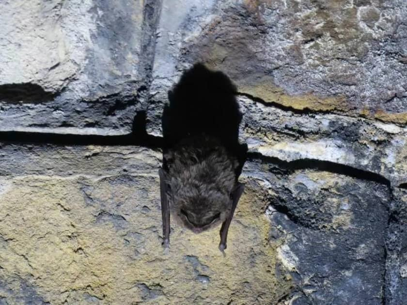 Naturforscher von &bdquo;Salamandra&rdquo; in Aktion