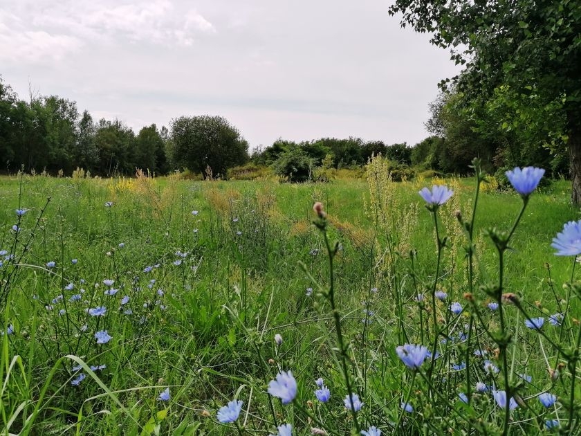 Eine Blumenwiese auf dem Altstädter Markt