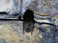 Naturforscher von &bdquo;Salamandra&rdquo; in Aktion